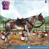 Horse Color:White Spotted Liver Chestnut Tobiano 