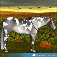 Horse Color:Gray White Spotted Bay Tobiano 
