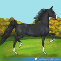 Horse Color:Black 
