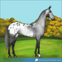 Horse Color:Gray Black Appaloosa