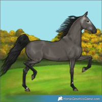 Horse Color:Gray Grullo 