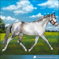 Horse Color:Gray White Spotted Buckskin Tobiano Rabicano 