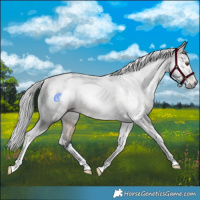Horse Color:Gray White Spotted Buckskin Tobiano Rabicano 