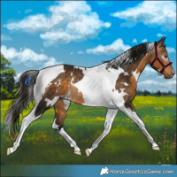 Horse Color:Gray White Spotted Buckskin Tobiano Rabicano 