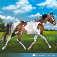 Horse Color:Gray White Spotted Buckskin Tobiano Rabicano