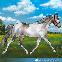 Horse Color:Gray White Spotted Buckskin Tobiano Rabicano