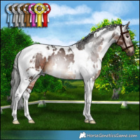Horse Color:Gray White Spotted Bay Tobiano Rabicano 