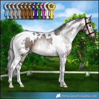Horse Color:Gray White Spotted Bay Tobiano Rabicano