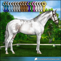 Horse Color:Gray White Spotted Bay Tobiano Rabicano