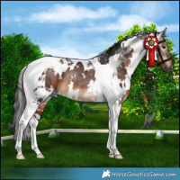 Horse Color:Gray White Spotted Bay Tobiano Rabicano 