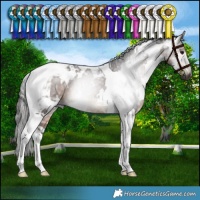 Horse Color:Gray White Spotted Bay Tobiano Rabicano 