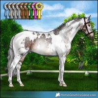 Horse Color:Gray White Spotted Bay Tobiano Rabicano 