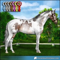 Horse Color:Gray White Spotted Bay Tobiano Rabicano 