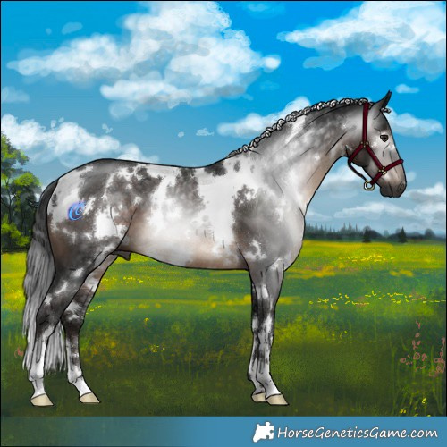 Horse Color:Gray White Spotted Brown 