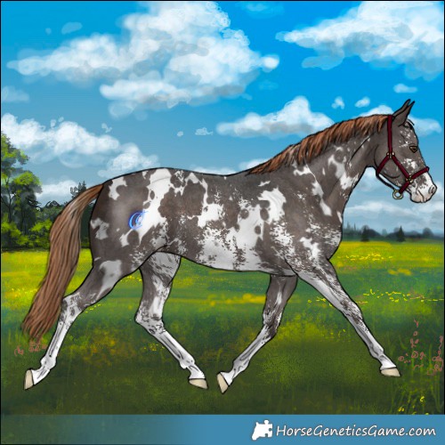 Horse Color:White Spotted Liver Chestnut Sabino 