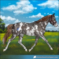 Horse Color:White Spotted Liver Chestnut Sabino