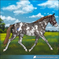 Horse Color:White Spotted Liver Chestnut Sabino 
