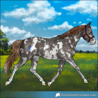 Horse Color:White Spotted Liver Chestnut Sabino 