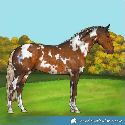 Horse Color:White Spotted Chocolate Palomino 