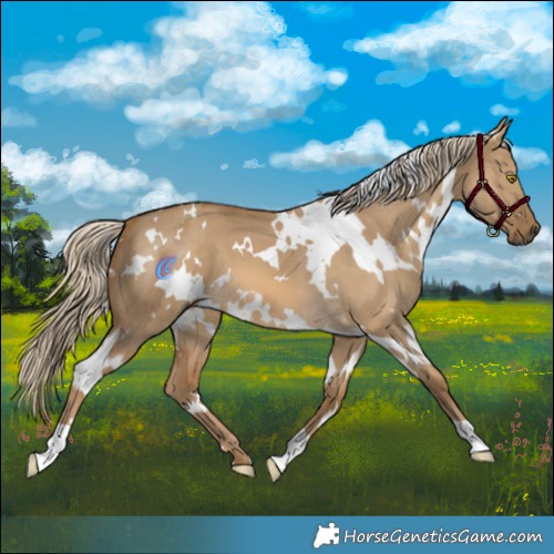 Horse Color:White Spotted Chocolate Palomino Dun 
