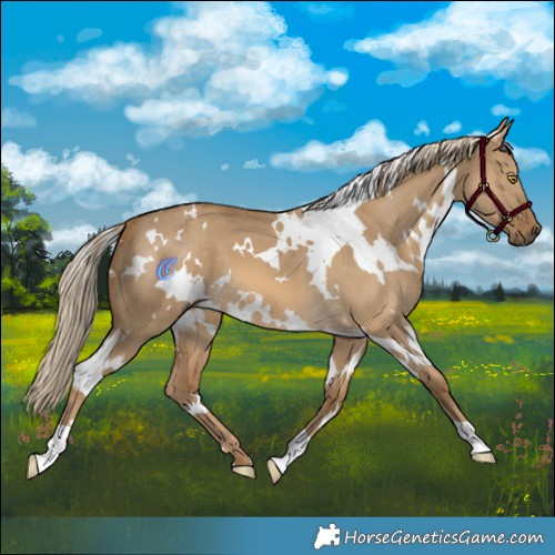 Horse Color:White Spotted Chocolate Palomino Dun 