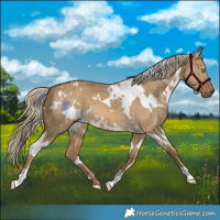Horse Color:White Spotted Chocolate Palomino Dun 