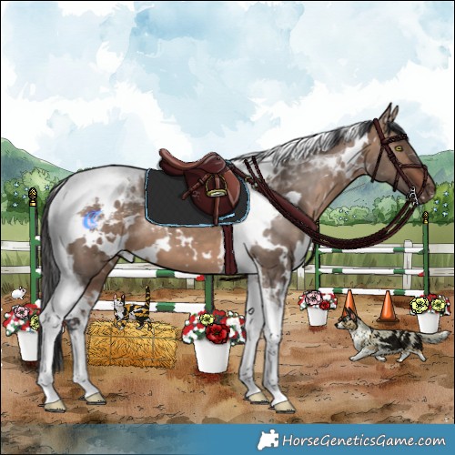 Horse Color:White Spotted Bay Dun Tobiano 