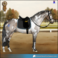 Horse Color:Gray White Spotted Brown Dun 