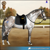 Horse Color:Gray White Spotted Brown Dun 