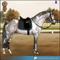 Horse Color:Gray White Spotted Brown Dun 