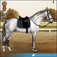 Horse Color:Gray White Spotted Brown Dun 