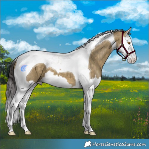 Horse Color:Buckskin Dun Splash Tobiano 