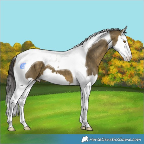 Horse Color:Buckskin Dun Splash Tobiano 