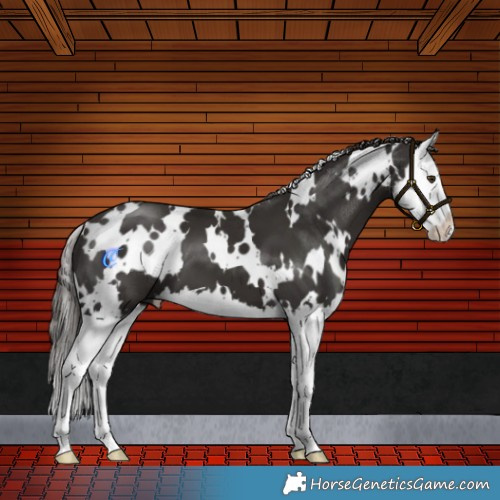 Horse Color:White Spotted Liver Chestnut Splash