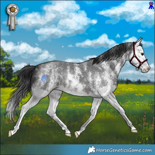 Horse Color:Brown Sabino Splash 