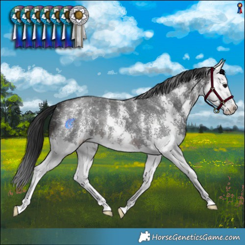 Horse Color:Brown Sabino Splash 