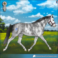 Horse Color:Brown Sabino Splash