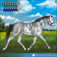 Horse Color:Brown Sabino Splash