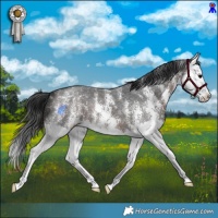 Horse Color:Brown Sabino Splash 