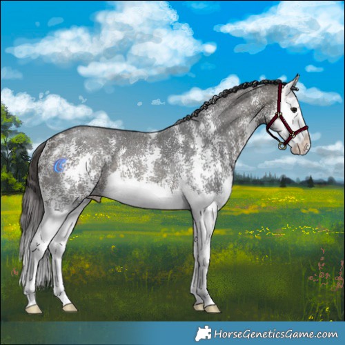 Horse Color:Buckskin Sabino Splash 