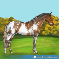 Horse Color:White Spotted Chocolate Palomino 