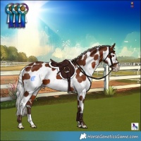 Horse Color:Silver Bay Sabino 