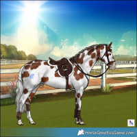 Horse Color:Silver Bay Sabino 