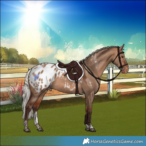 Horse Color:Powder White Silver Bay Dun Appaloosa Rabicano