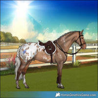 Horse Color:Powder White Silver Bay Dun Appaloosa Rabicano