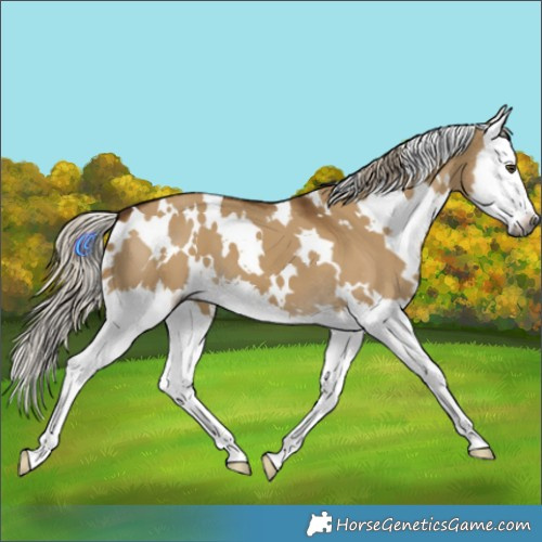 Horse Color:Gray White Spotted Chocolate Palomino Dun Splash 
