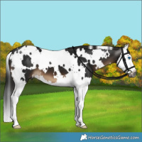 Horse Color:Gray White Spotted Brown Splash 