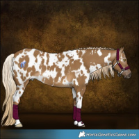 Horse Color:Gray White Spotted Chocolate Palomino Dun Blanket