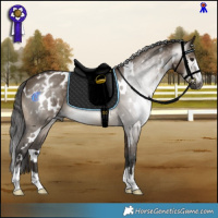 Horse Color:Gray White Spotted Brown Dun Appaloosa 