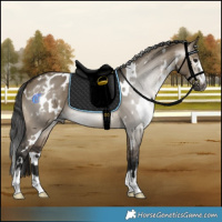Horse Color:Gray White Spotted Brown Dun Appaloosa 